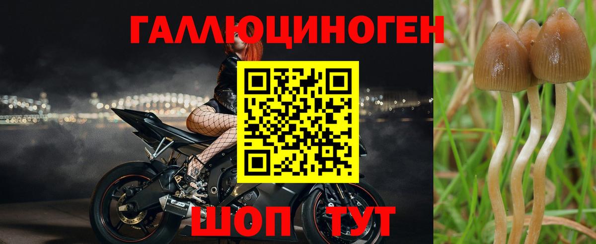 Качканар  Псилоцибиновые грибы Psilocybine cubensis  Вход с VPN  Галлюциногенные грибы Psilocybe 